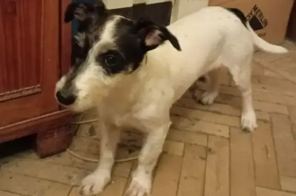 Найдена собака, Москва, фото: Найдена собака, ул. Крупской, 1, Москва