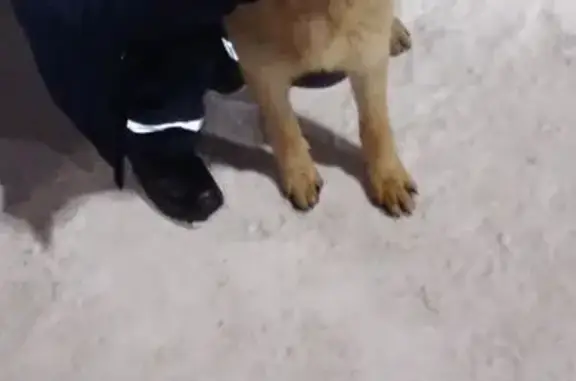 Найдена собака, Уфа, фото: Кошка найдена: Ростовская ул., Уфа