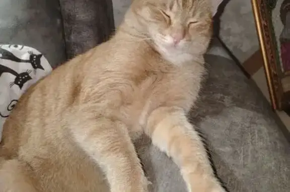 Пропала рыжая кошка, Омск, 6-я Станц. 4