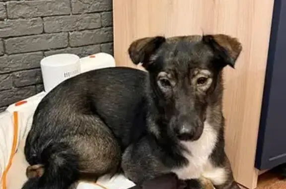 Найдена собака, Барнаул, фото: Найдена собака, пр. Коммунаров 120Б, Барнаул