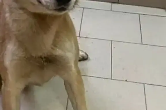 Пропала собака, Инициативная 7, Ростов-на-Дону