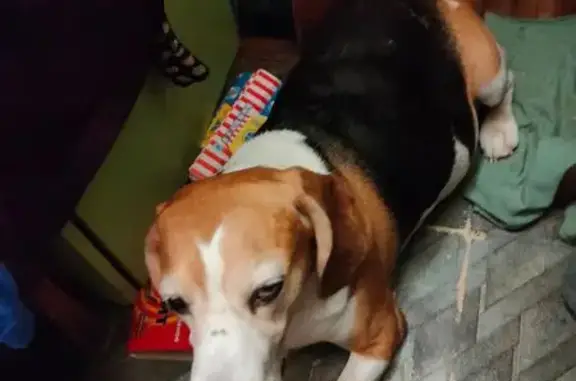 Пропал бигль, пр. Мечникова, 18, СПб