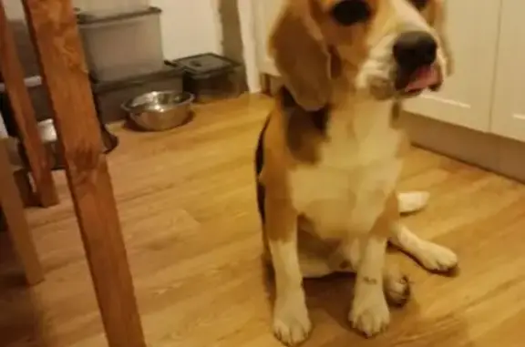 Найдена собака, Нижний Новгород, фото: Бигль найден: Лескова 26, Нижний Новгород