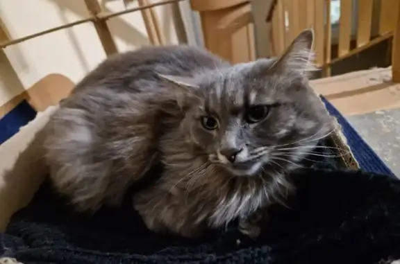 Найдена кошка, Нижний Новгород, фото: Кошка найдена: Космическая ул, 48А, НН