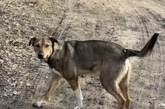 Пропала собака, Орловская обл., Мерцалова