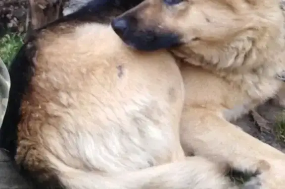 Пропала собака, ул. Карла Маркса, Кадников