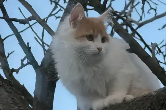 Кошки потеряшки, Старая Купавна, фото: Потеряшка кошка, Придорожная 54, Купавна