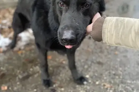 Пропала собака, 07К-027, 501