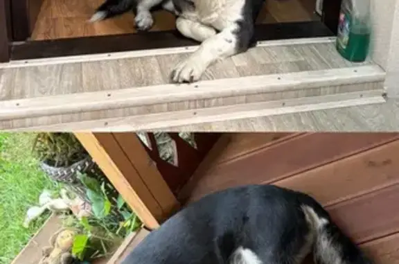 Собаки потеряшки, Красноярск, фото: Потеряшка собака, ул. Седова 38, Красноярск