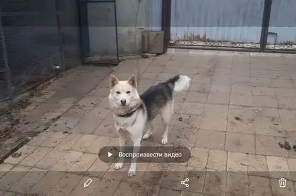 Пропала собака, переулок Попова, 2А, Тулун