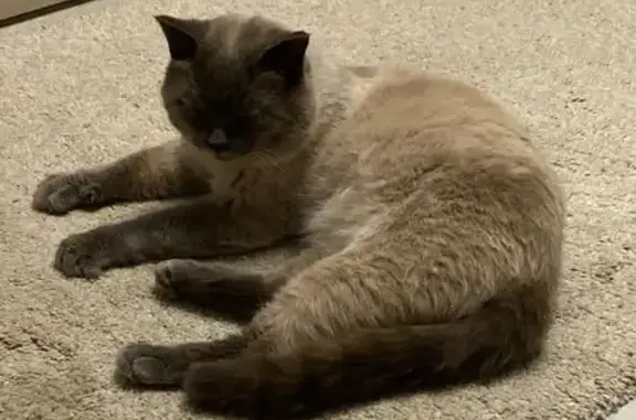 Найдена кошка, Томск, фото: Кошка найдена на 79-й Гвардейской, 13Г