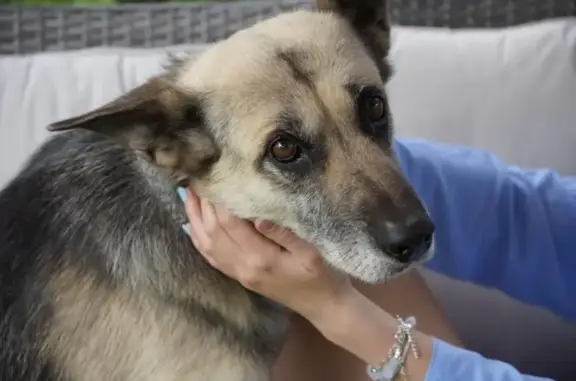 Пропала собака, Дунайская ул. 18, Раменское