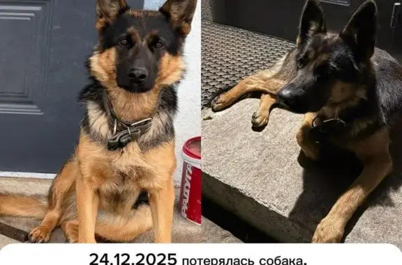 Пропала собака, Комсомольская 9, Лосиный