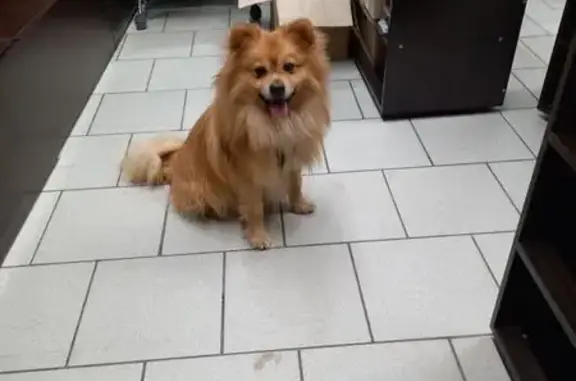 Найдена собака, Липецк, фото: Собака найдена: Минская ул., Липецк