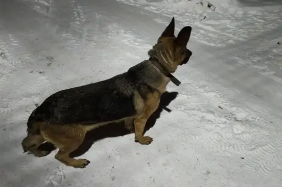 Найдена собака, Омск, фото: Найдена овчарка, Омск, Омская область