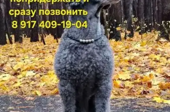 Пропал чёрный пудель, пр. Октября 105, Уфа