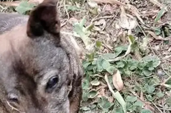 Пропала собака, Волгоград, пр. Героев 38