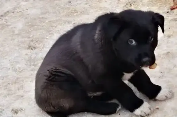 Пропала собака, Типографский пр., 27, Кстово