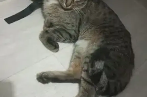 Пропала кошка Тима, Юбилейный 10, Нефтекамск