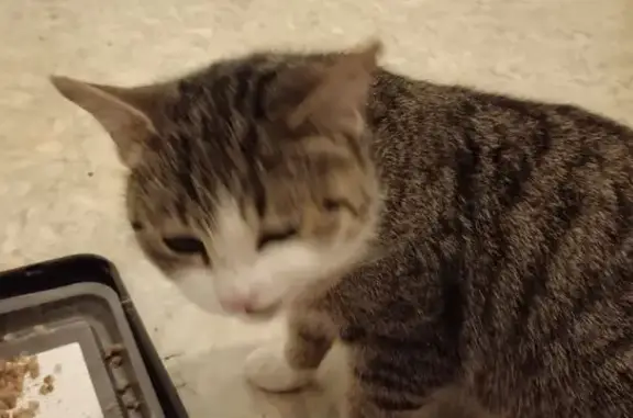 Найдена кошка, Саратов, фото: Кошка найдена: Барнаульская ул., Саратов