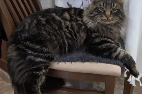 Пропала кошка в Подольске, 1-й Суворовский пер.