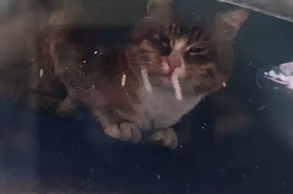 Найдена кошка, Одинцово, фото: Кошка найдена на Чистяковой, 8, Одинцово