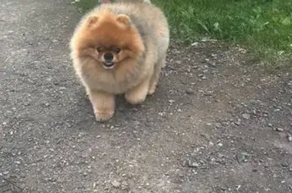 Собаки потеряшки, Иркутск, фото: Потеряшка шпиц, Иркутск, б-р Постышева, 15