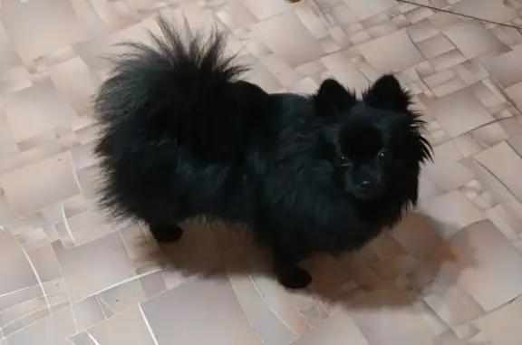 Пропала собака, Нагорный проезд 19, Хабаровск