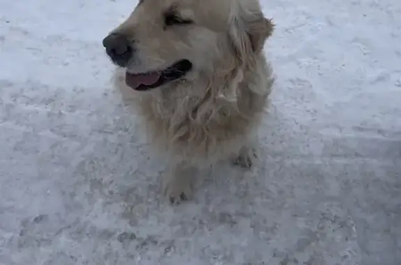 Найдена собака, Хабаровск, фото: Найдена собака: Хабаровск, Хабаровский край