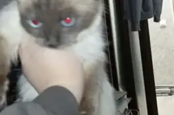 Найдена кошка, Увельский, фото: Найдена сиамская кошка, Октябрьская 10