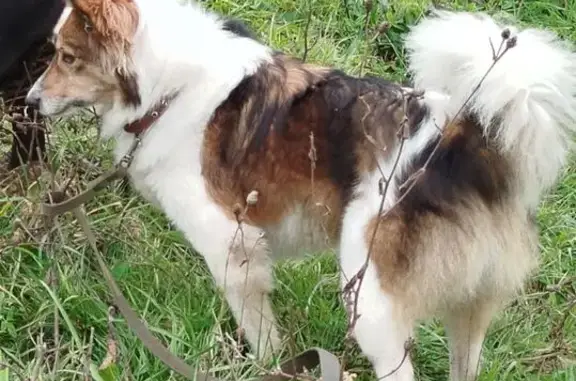 Пропала собака, Коммунистический 190 к3