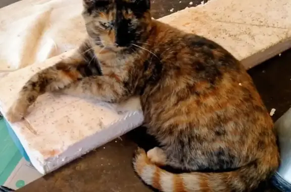 Пропал кот, Орёл-Изумруд, Краснодарский край