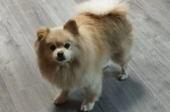 Пропал шпиц, ул. Красноармейская, 55