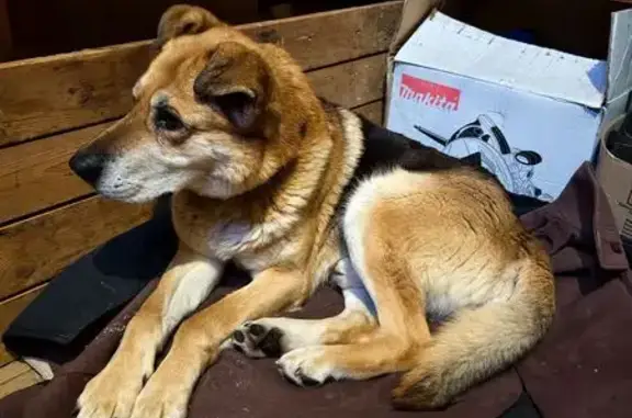 Найдена собака, Холуй, фото: Найдена рыжая собака в д. Холуй, Кировская обл.