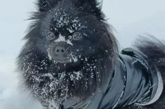 Пропала собака, Строительная 8, Хабаровск