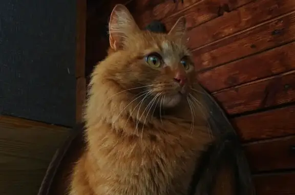 Пропал рыжий кот, Строгановская, Березники