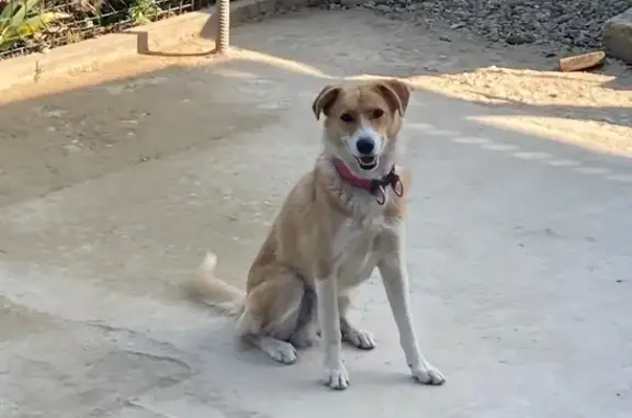 Пропала собака, Безымянный пер., 2, Белореченск