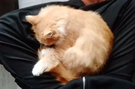 Пропала рыжая кошка, ул. Свободы, Иглино