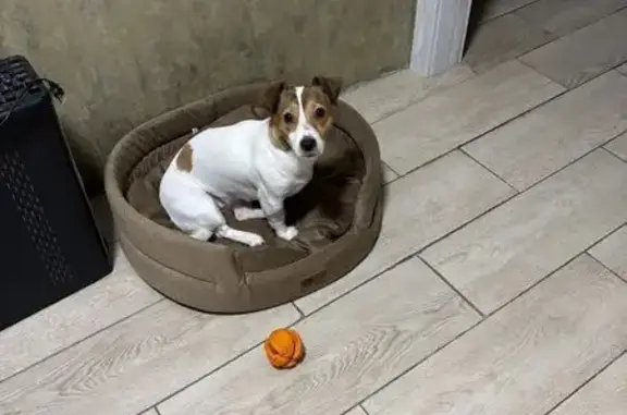 Пропала собака, Лебедянское шоссе, Липецк