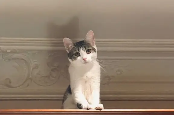 Пропала кошка Глаша, Московская ул. 86