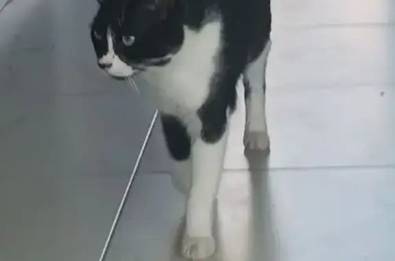 Пропала кошка, Тимашевская 252, Молдовка