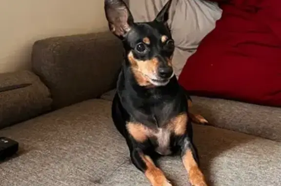 Пропала собака, Рязань, Рязанская обл.