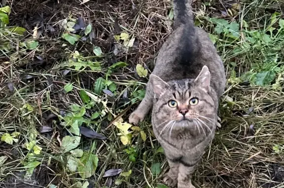 Пропала кошка, Спортивный пер., 6, Данков