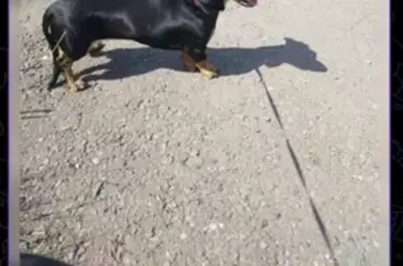 Пропала такса, 2 года, Кемерово