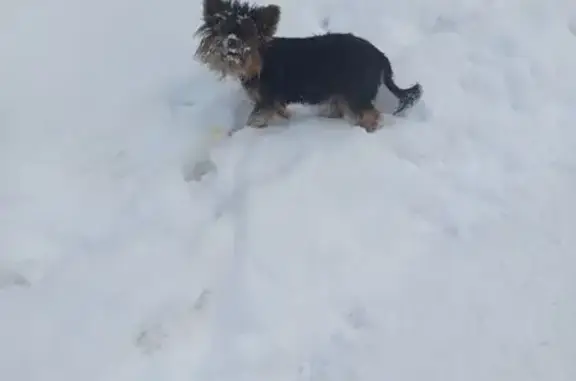 Найдена собака, Киров, фото: Найдена собака, ул. Шинников, 23, Киров