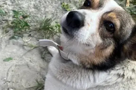 Пропала собака, ул. Республиканская, 55