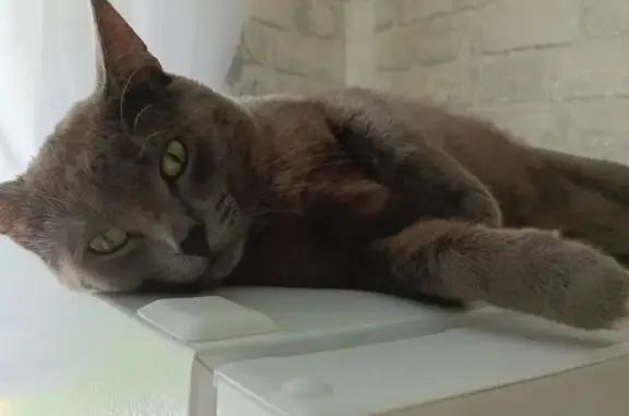 Пропала кошка, ул. Желябова, 7А, Ковылкино - photo