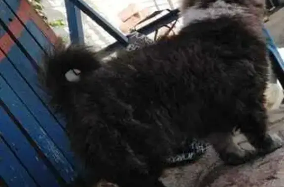 Пропала собака, Зелёная ул. 47А, Курганинск