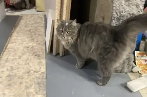 Найдена кошка, Нижний Тагил, фото: Кошка найдена: ул. Семёнова, Нижний Тагил