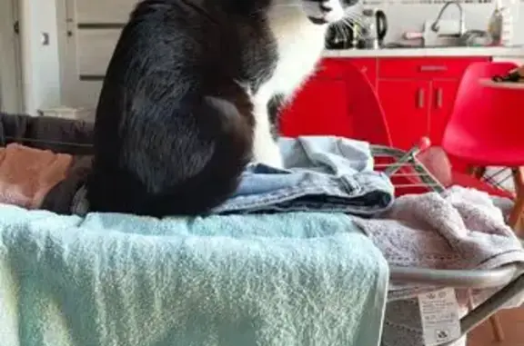 Пропала кошка на Тимашевской, Молдовка